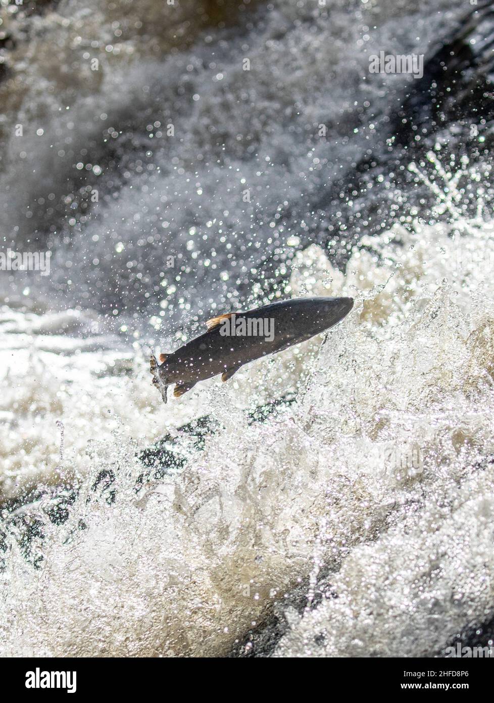 Leaping salmon, Falls of Feugh, Banchory, Scotland Stock Photo