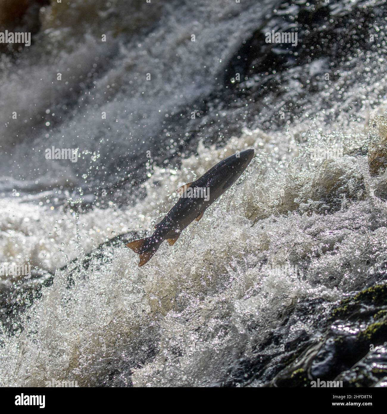 Leaping salmon, Falls of Feugh, Banchory, Scotland Stock Photo Alamy
