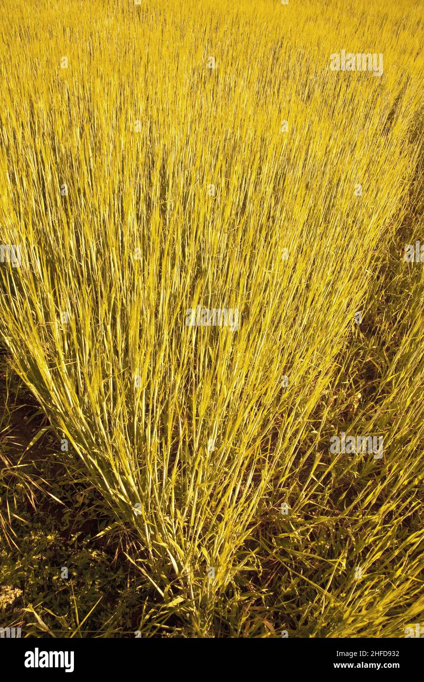 beautiful corn field with spica and harmonic structure Stock Photo Alamy