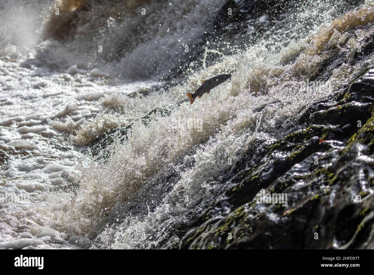 Leaping salmon, Falls of Feugh, Banchory, Scotland Stock Photo