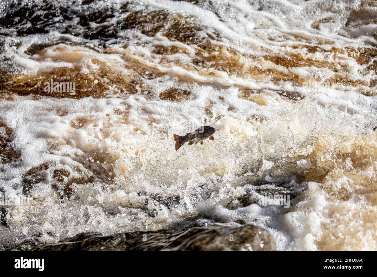 Leaping salmon, Falls of Feugh, Banchory, Scotland Stock Photo Alamy
