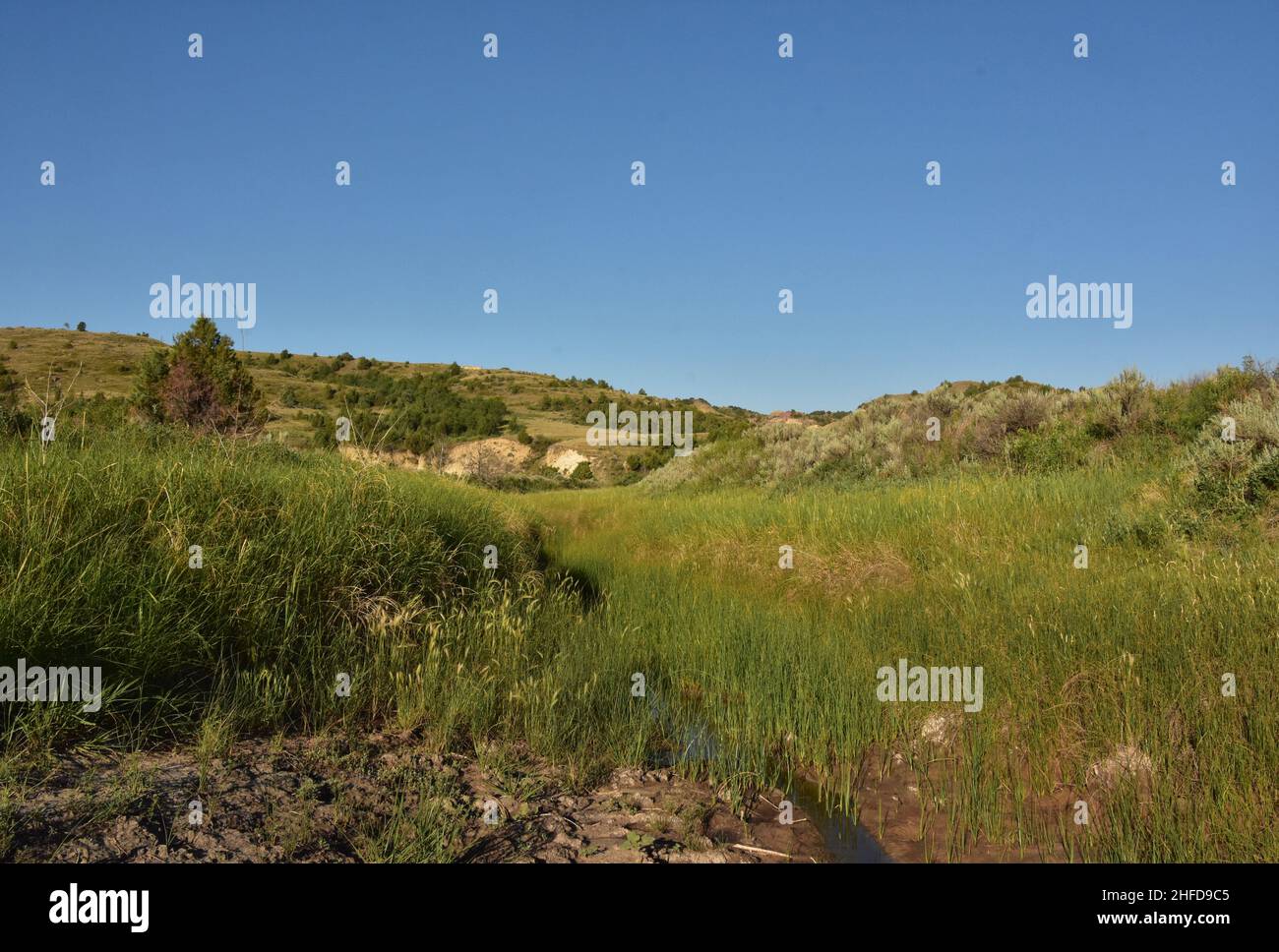 Beautiful lush grasslands and hills in North Dakota Stock Photo Alamy