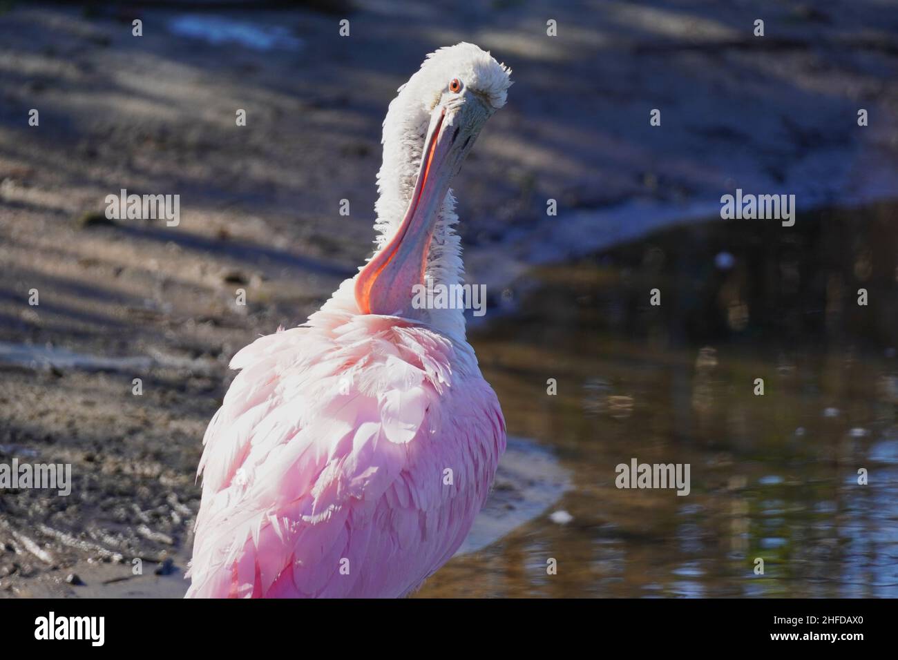 Roseate Spoonbill, Platalea ajaja, standing in shallow water and preening its feathers in marsh land in South Carolina Stock Photo