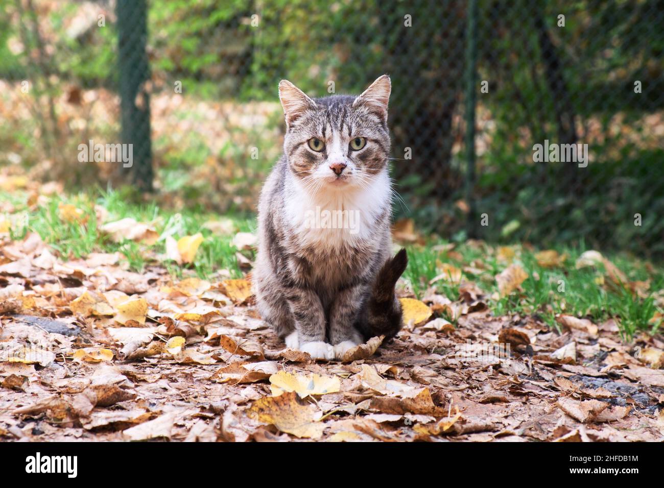 Cat sitting outdoor on the leaves in autumn park. The portrait of cat watching in camera Stock
