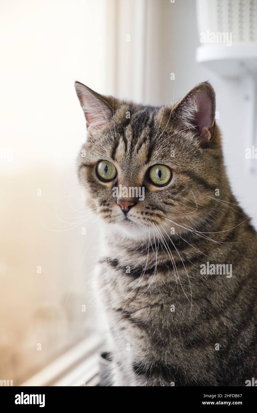 The domestic cat sits and watching in window with golden sunlight at morning time. Tabby grey cat looks out the window. Stock Photo