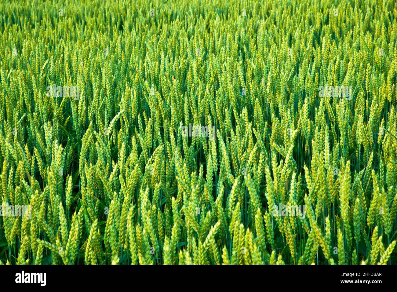 golden corn field with spica in detail Stock Photo - Alamy