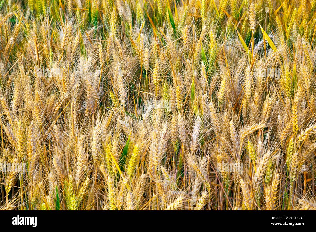 golden corn field with spica in detail Stock Photo - Alamy