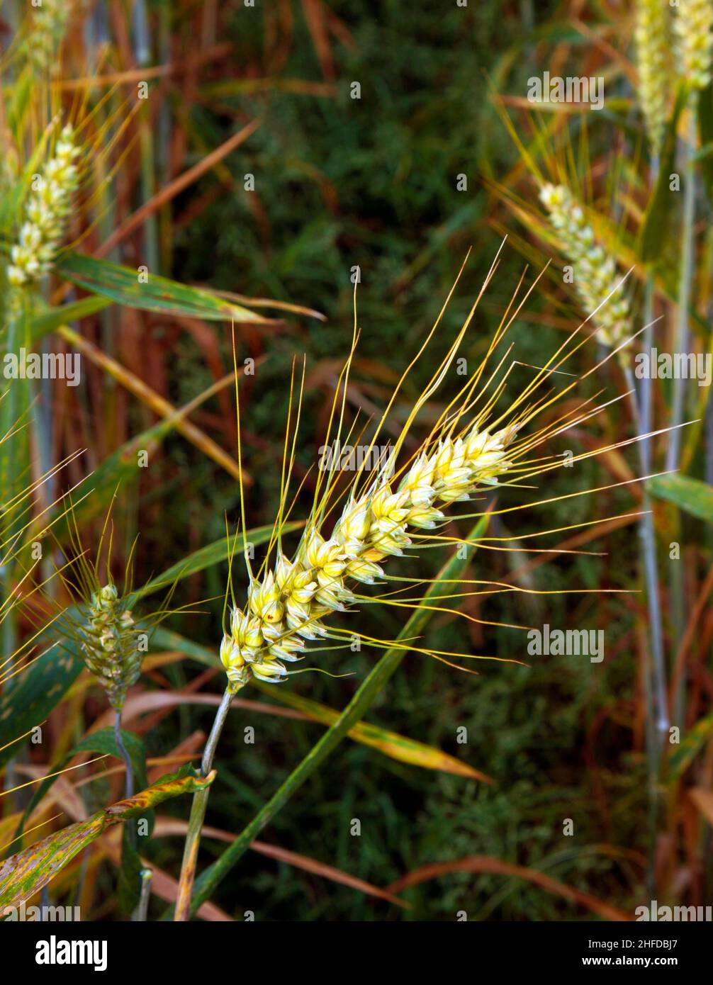 golden corn field with spica in detail Stock Photo - Alamy