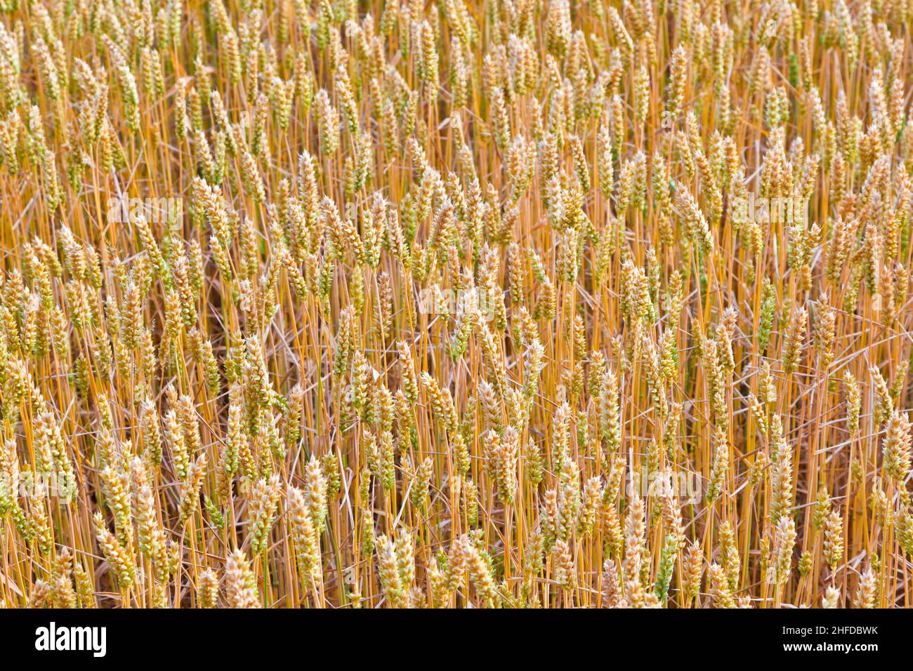 golden corn field in detail Stock Photo - Alamy