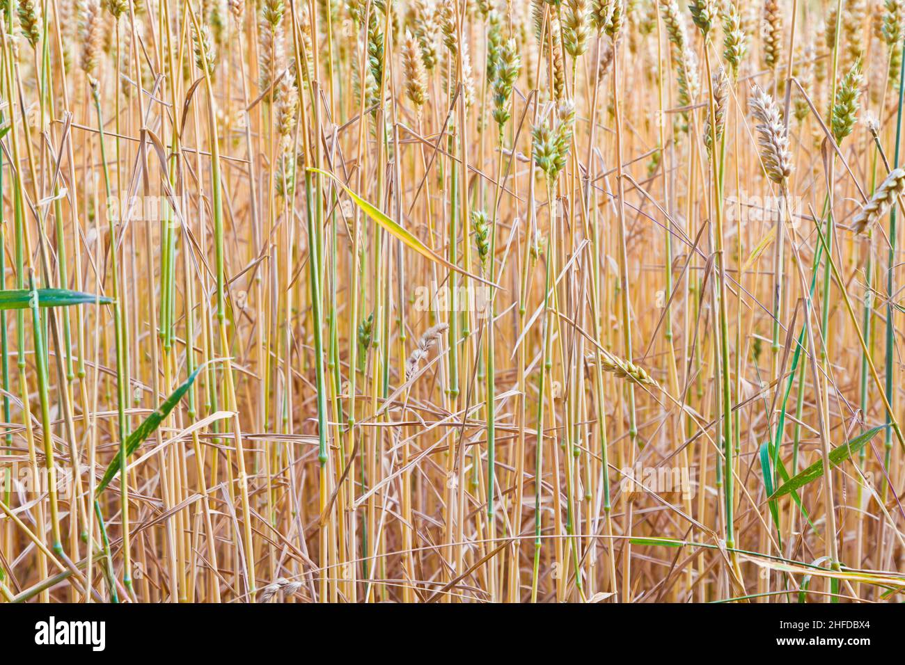 golden corn field in detail Stock Photo - Alamy