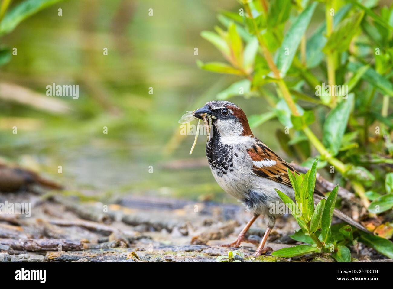 House sparrow (Passer domesticus), male, on the ground with a freshly metamorphosed dragonfly (damselfly) in the beak. Stock Photo