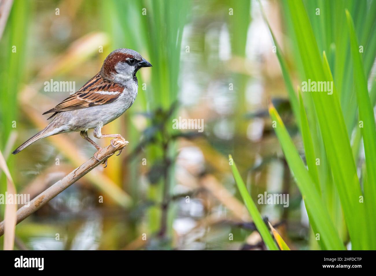 House sparrow (Passer domesticus), male on a thin branch. Stock Photo
