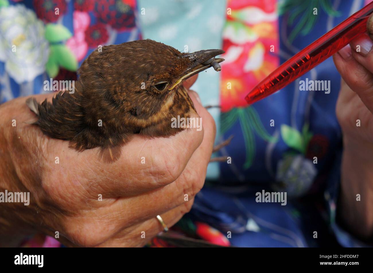 Close up of Injured young bird with food in its beak while being hand fed by a caring human