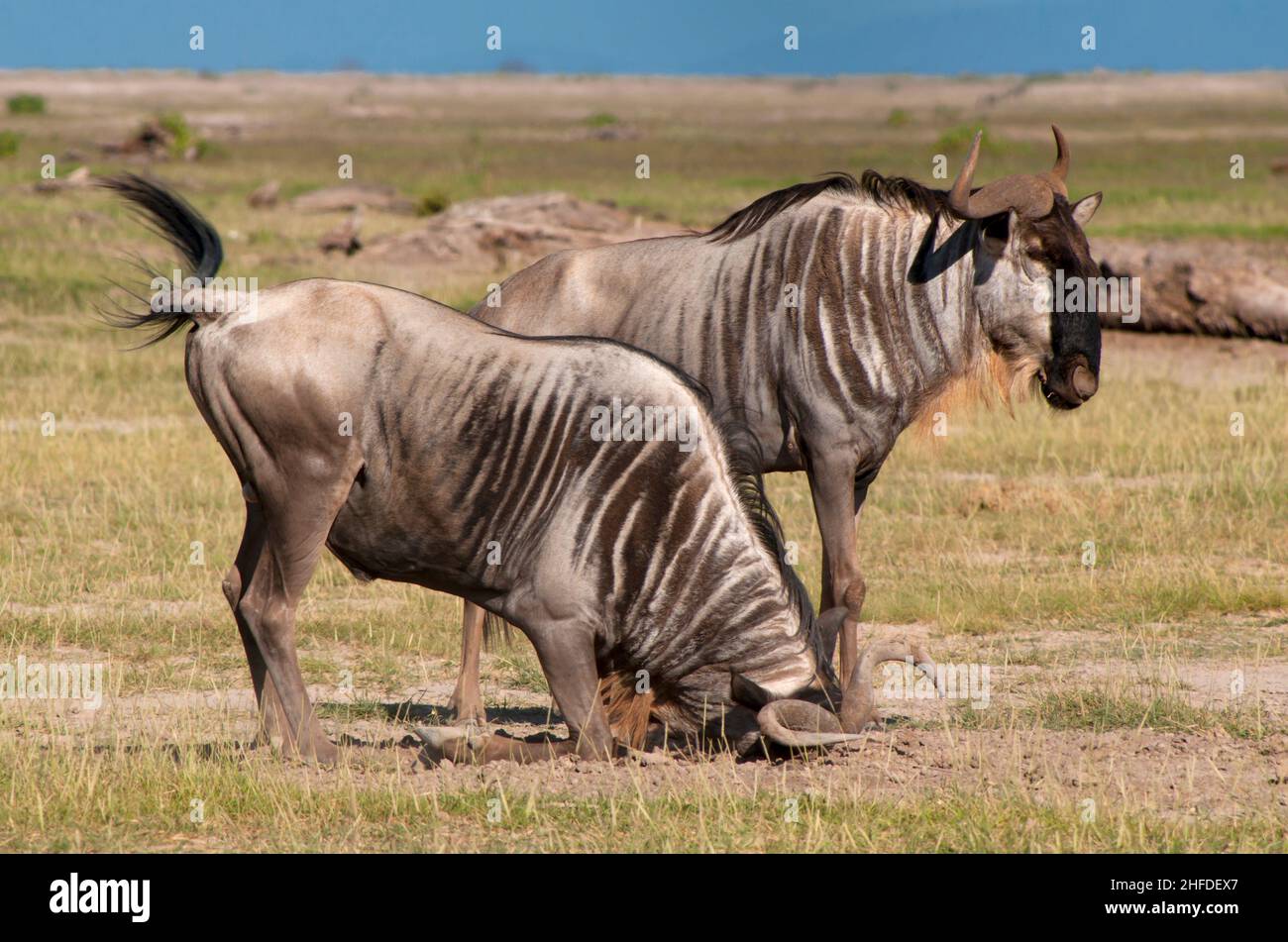Kenya, Amboseli, wildebeest Stock Photo