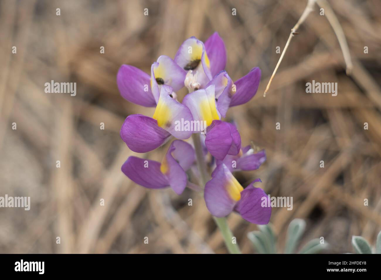 Purple flowering raceme of Silver Wolfspirit, Lupinus Albifrons, Fabaceae, native monoclinous subshrub in the San Gabriel Mountains, Summer. Stock Photo