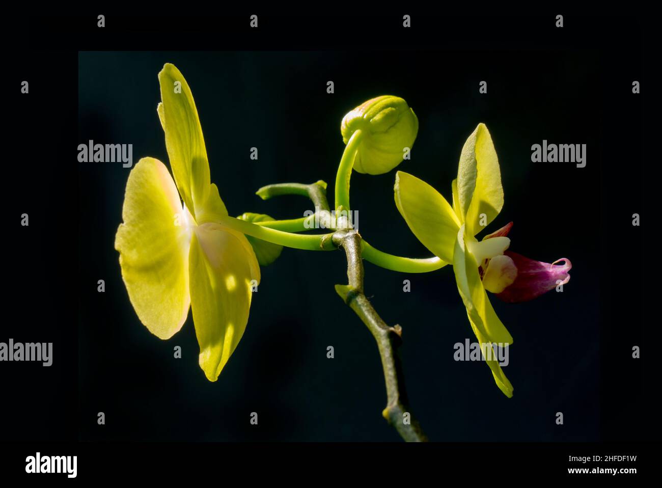 orchid Phalaenopsis yellow Stock Photo
