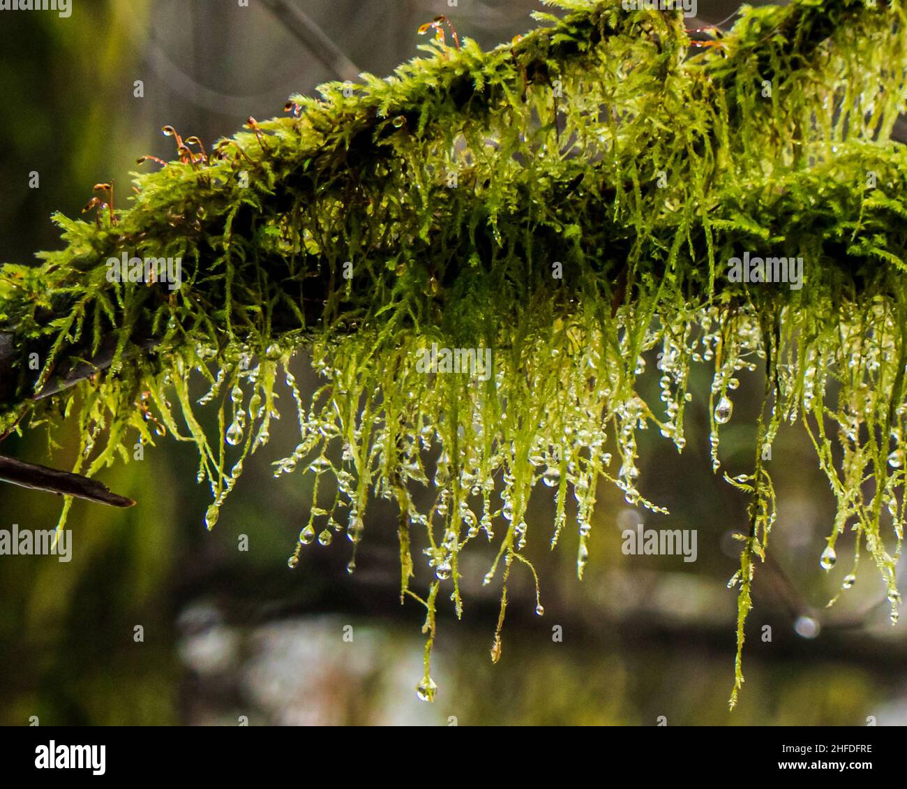 Early spring, British Columbia rainforest, green moss hanging from a branch, with raindrops. Stock Photo
