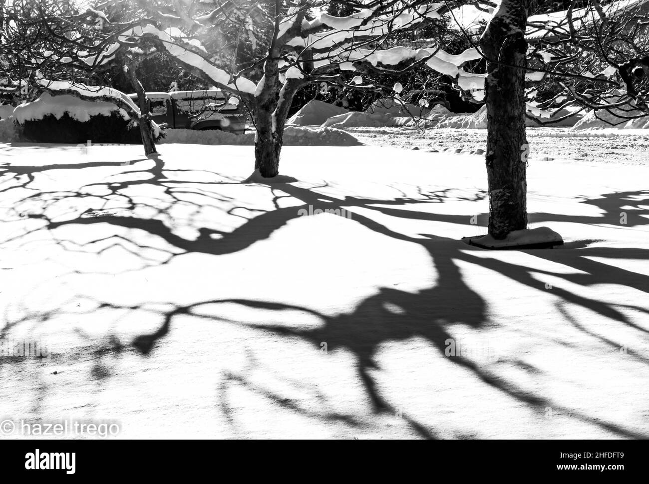 Black and white.  Three trees with twisted branches casting interesting shadows on the snow. Stock Photo