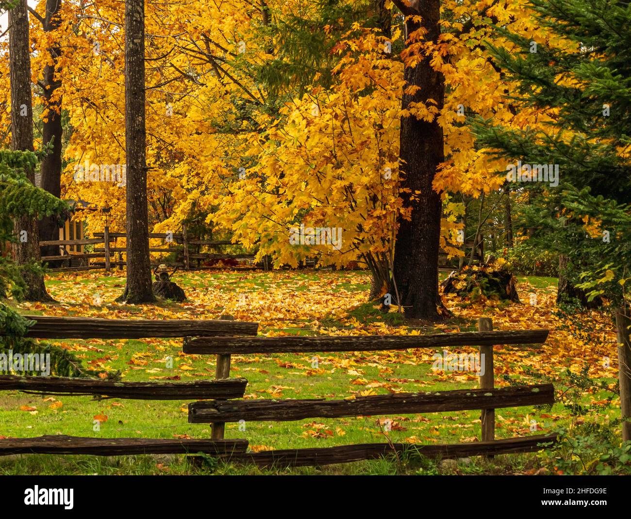 Grassy field in a farmyard with yellow and orange maple leaves on the ground.  Fir trees also.  Rustic wooden fence around the field. Stock Photo
