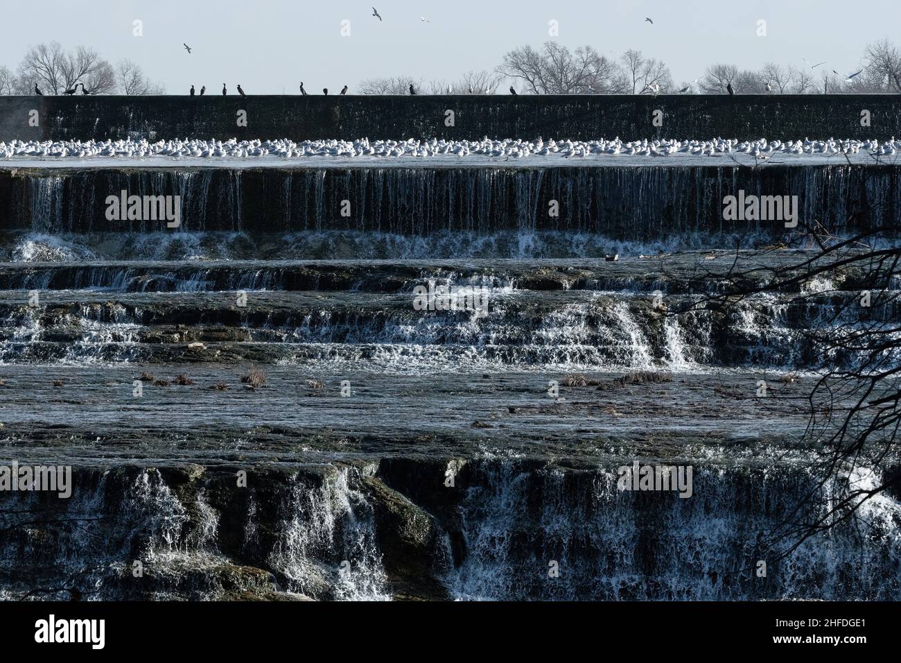 A large flock of Ring-billed Gulls and other birds gathered in the pools of water beneath the spillway of a lake. Stock Photo