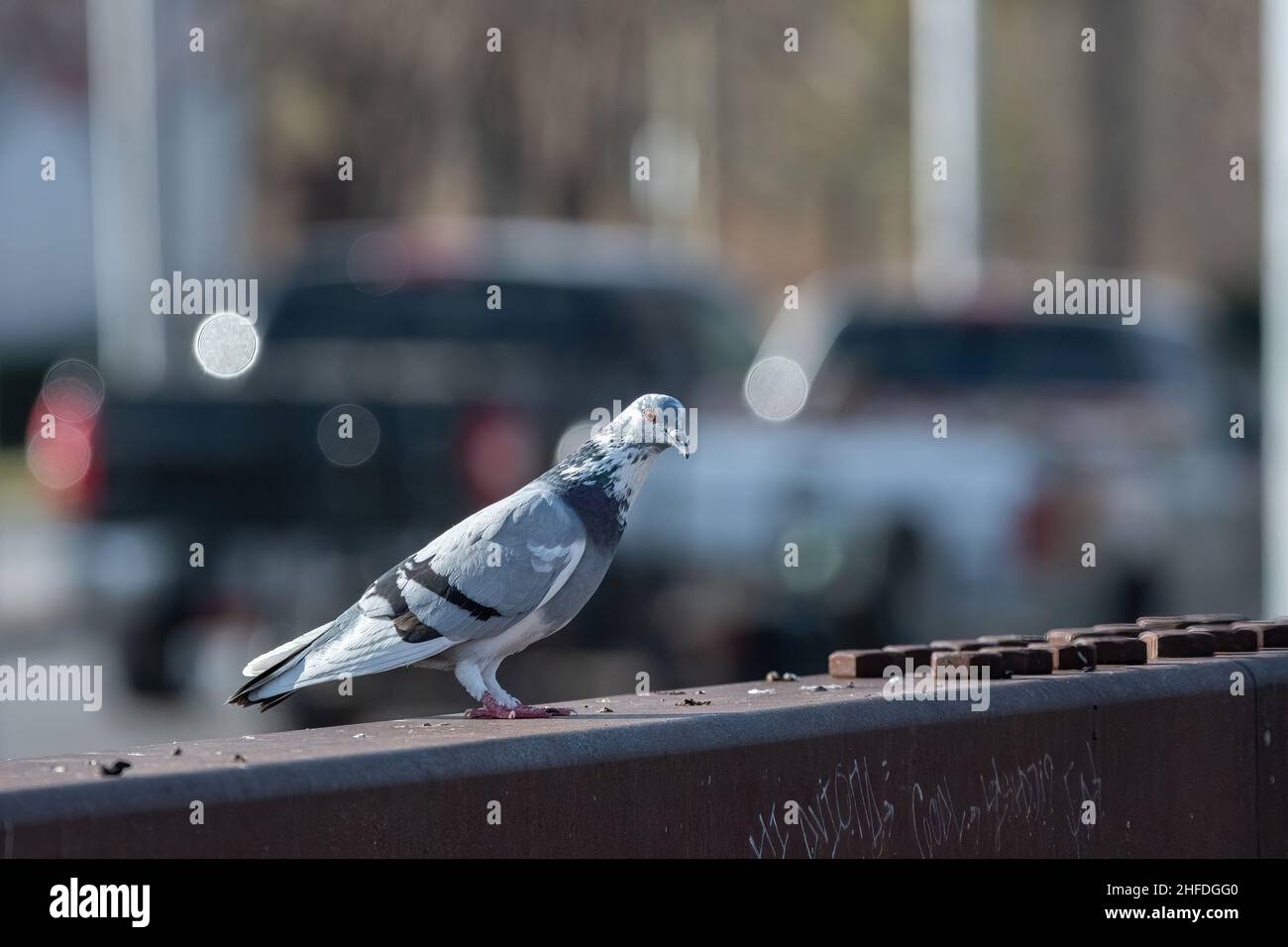 A Rock Pigeon perched on the metal rail of an bridge in an urban city as a pair of pickups pass by in the blurry traffic background. Stock Photo