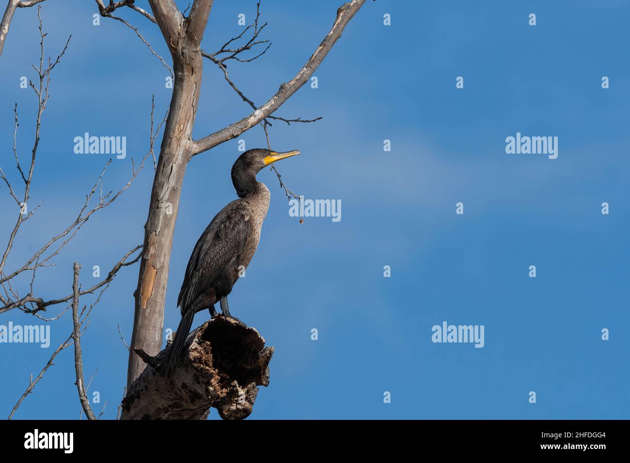 A beautiful Double-crested Cormorant standing majestically and looking off into the distance while perched on a dead branch high overhead in a bare tr Stock Photo