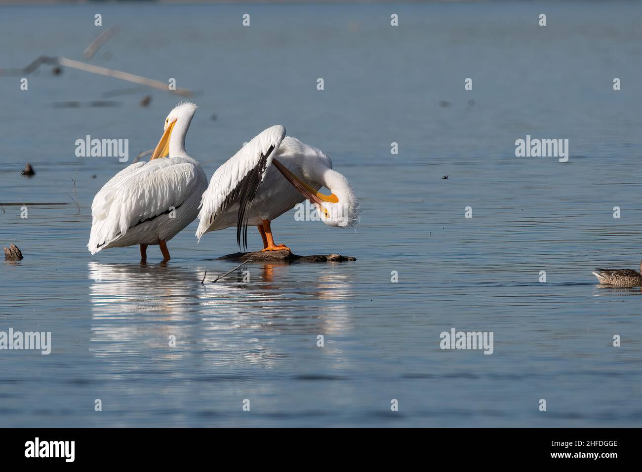 A pair of White Pelicans standing in the shallow water of White Rock Lake in Dallas, Texas while using their large beaks to preen their feathers. Stock Photo