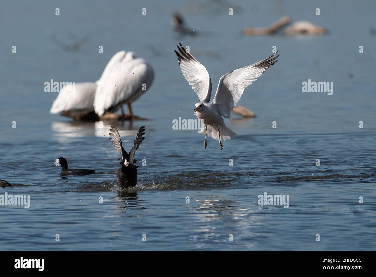 A Ring-billed Gull flying after an American Coot as it chases and harasses the smaller bird on White Rock Lake in Dallas, Texas. Stock Photo
