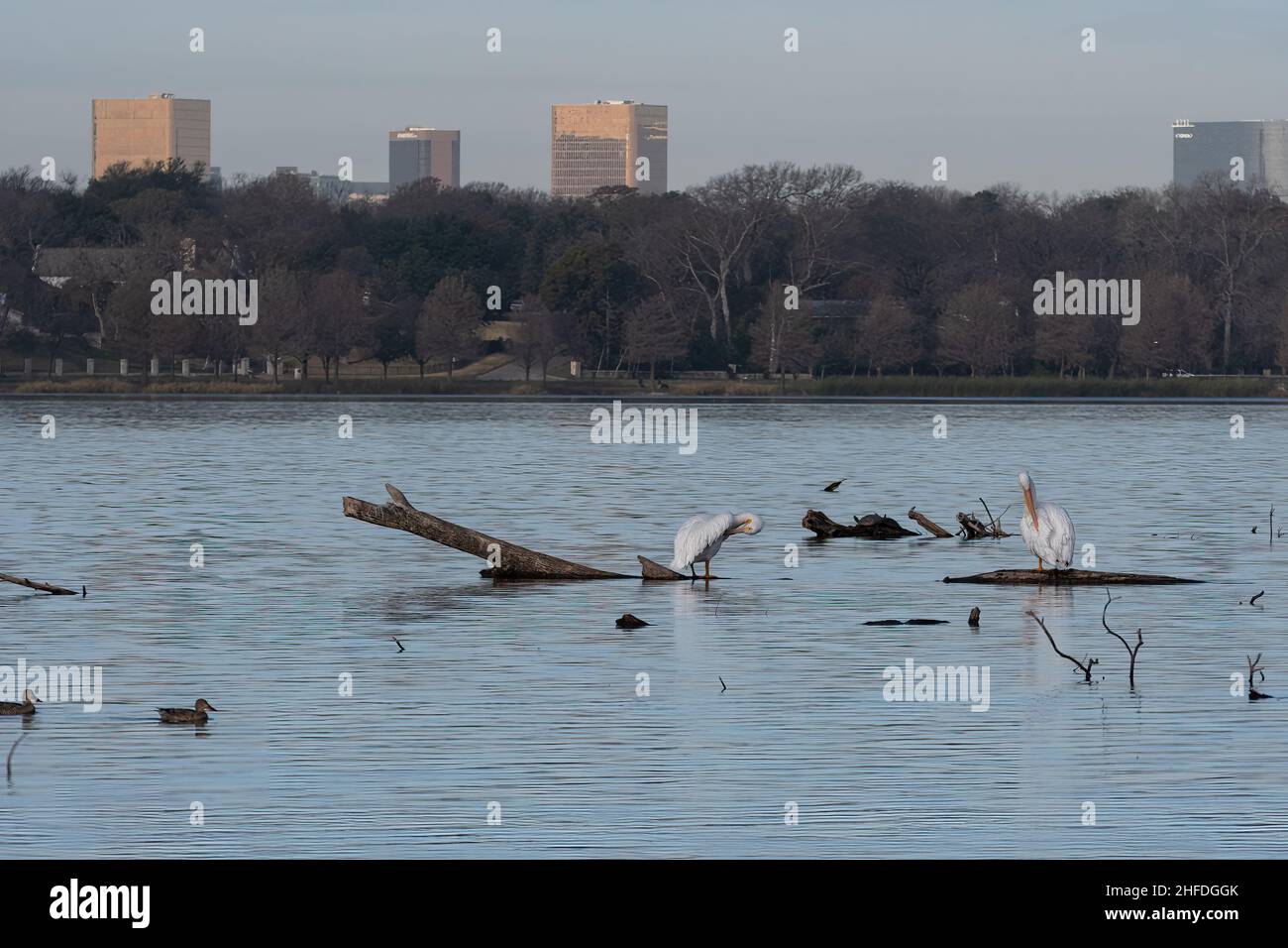 A pair of White Pelicans standing on submerged logs in White Rock Lake and preening their feathers with some skyscrapers and office buildings behind. Stock Photo