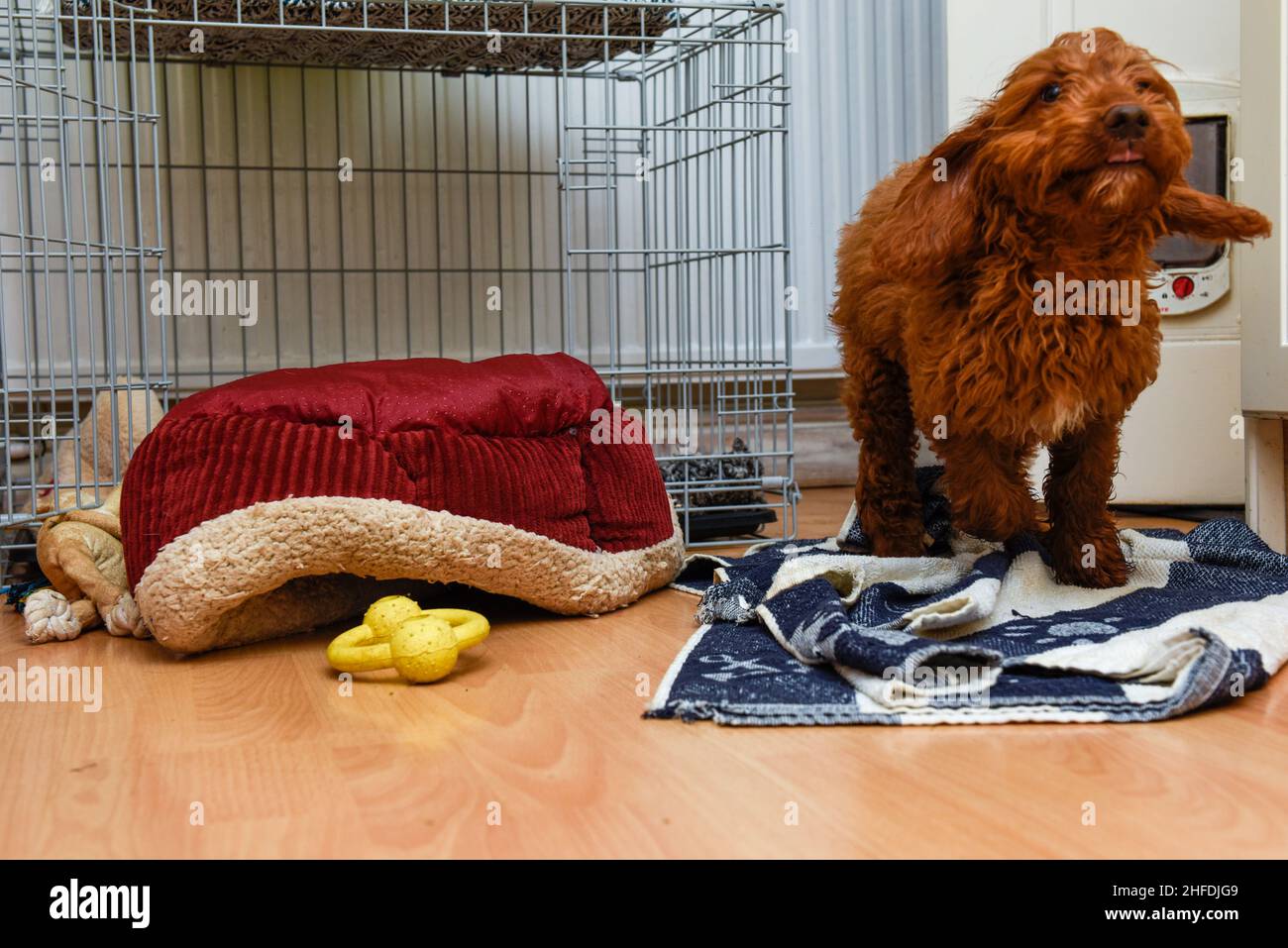 A dirty dog runs into a room and causes a mess Stock Photo