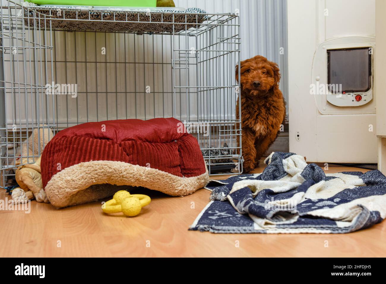 A dirty dog runs into a room and causes a mess Stock Photo