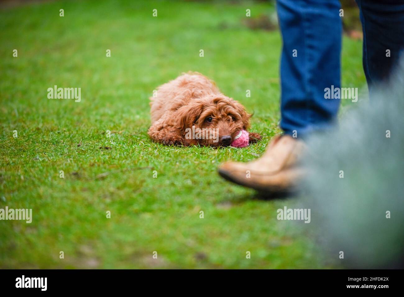 A cute young dog is learning to play fetch outside in a garden Stock Photo