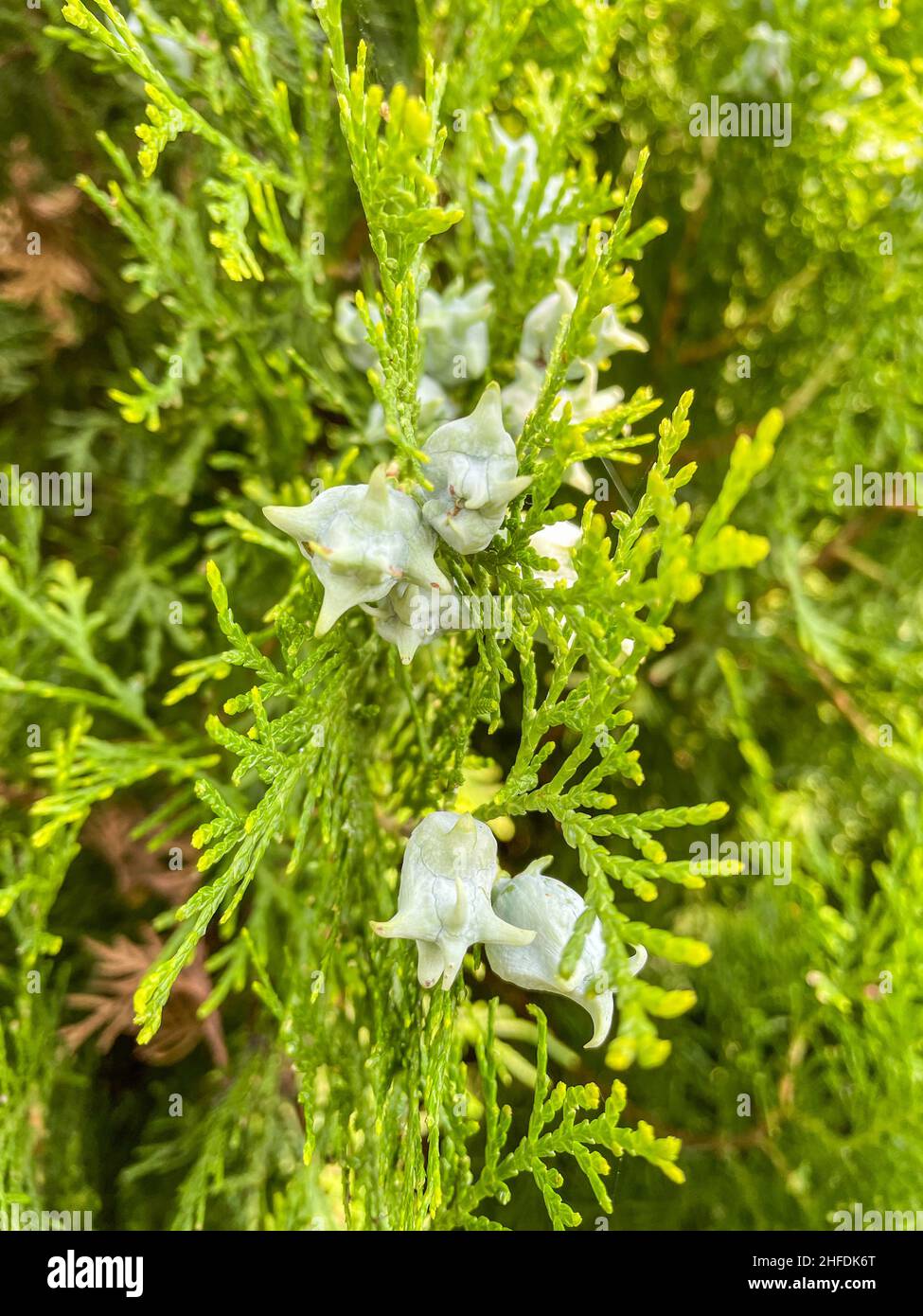 Oriental thuja (Platycladus orientalis) is a small, slow-growing tree native to northwestern China, Korea, and the Russian Far East. Stock Photo