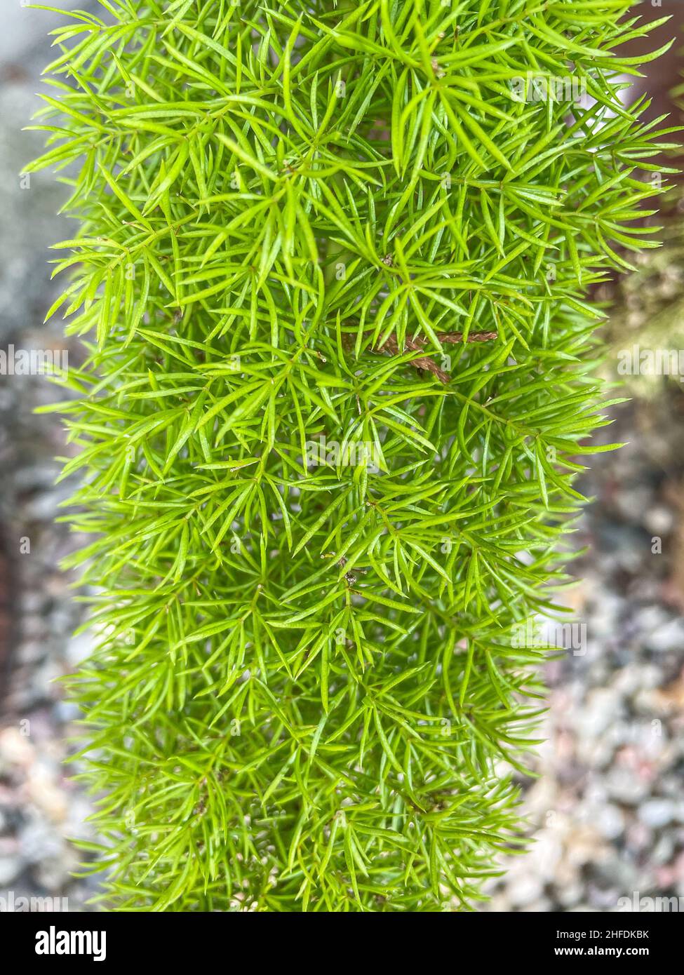 Plume asparagus (Asparagus densiflorus) is an evergreen perennial plant