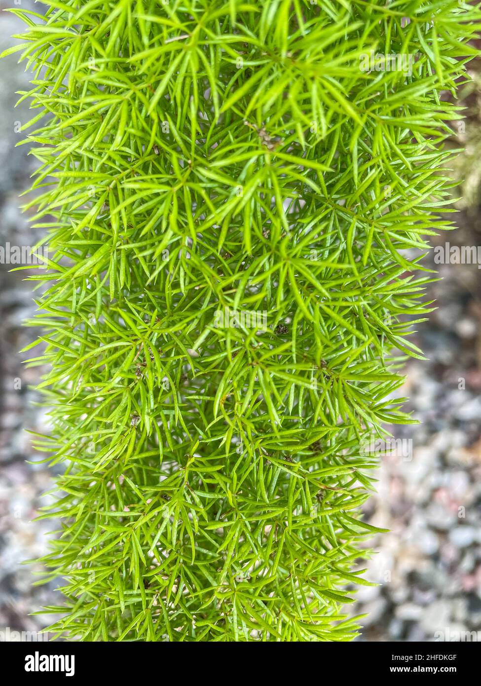 Plume asparagus (Asparagus densiflorus) is an evergreen perennial plant