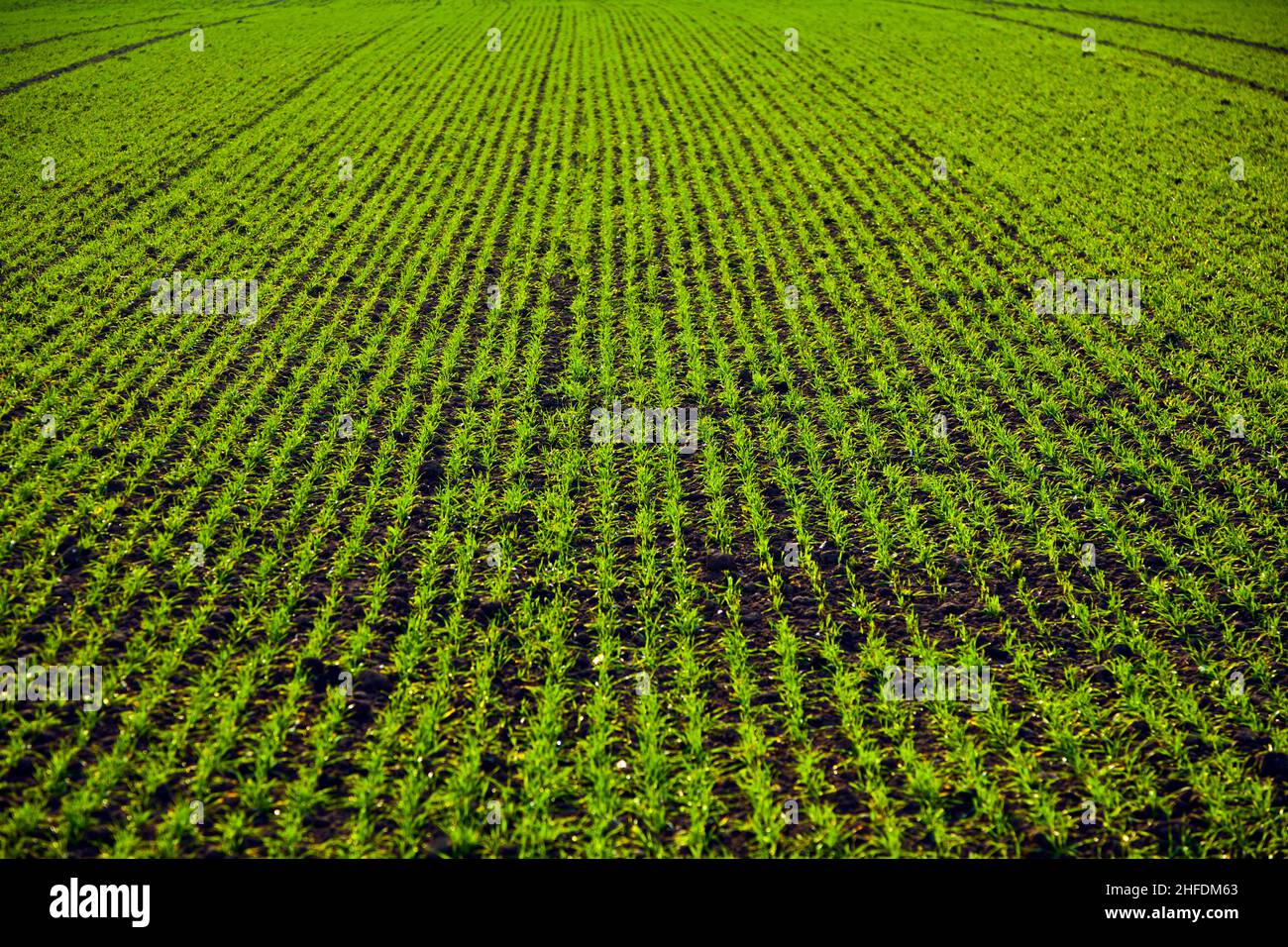 Grow plants for birds hi-res stock photography and images - Alamy