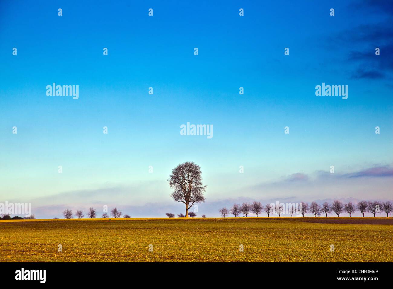 landscape with acre and tree under blue sky Stock Photo - Alamy