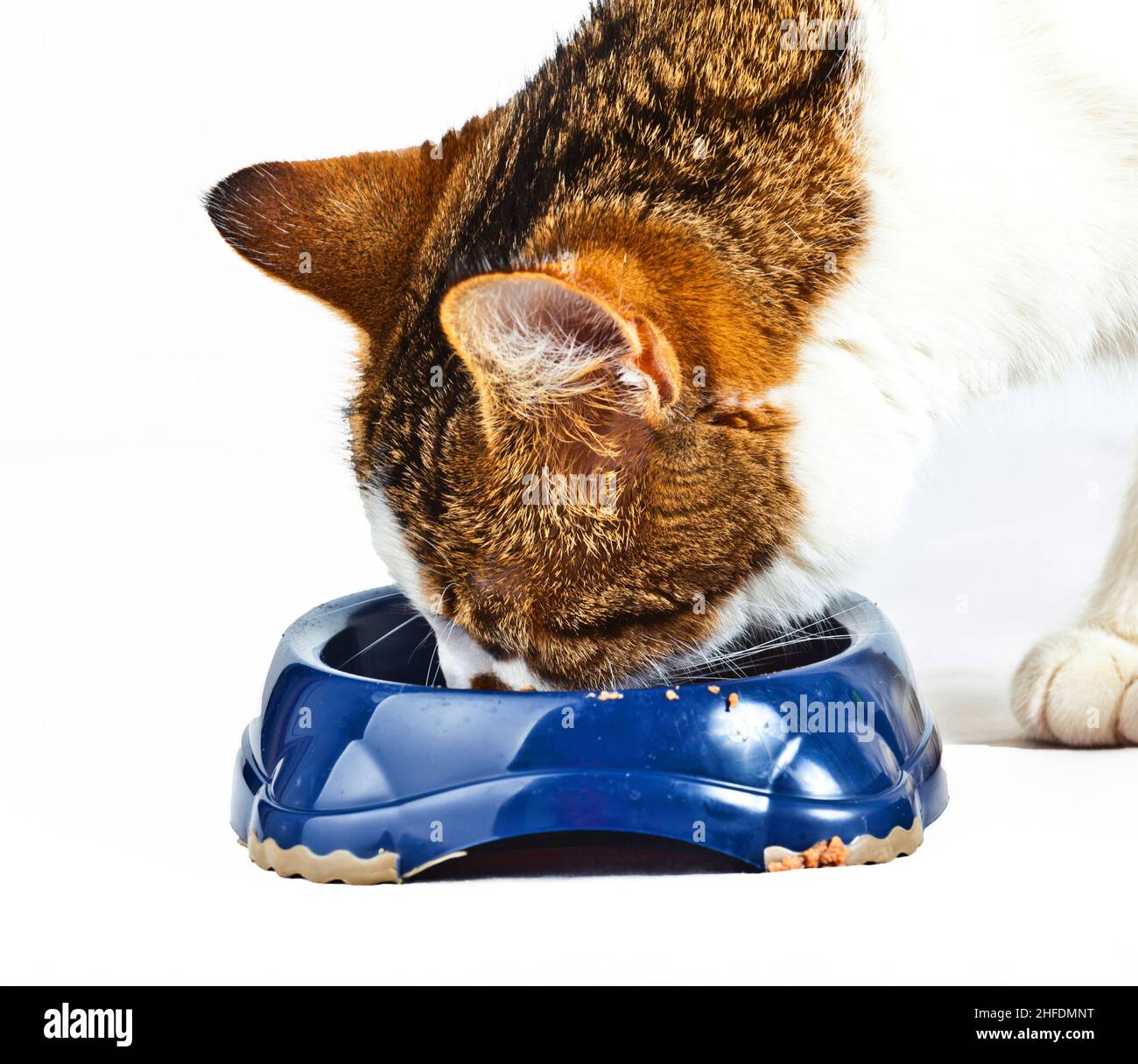 Feeding of the cats attention hires stock photography and images Alamy