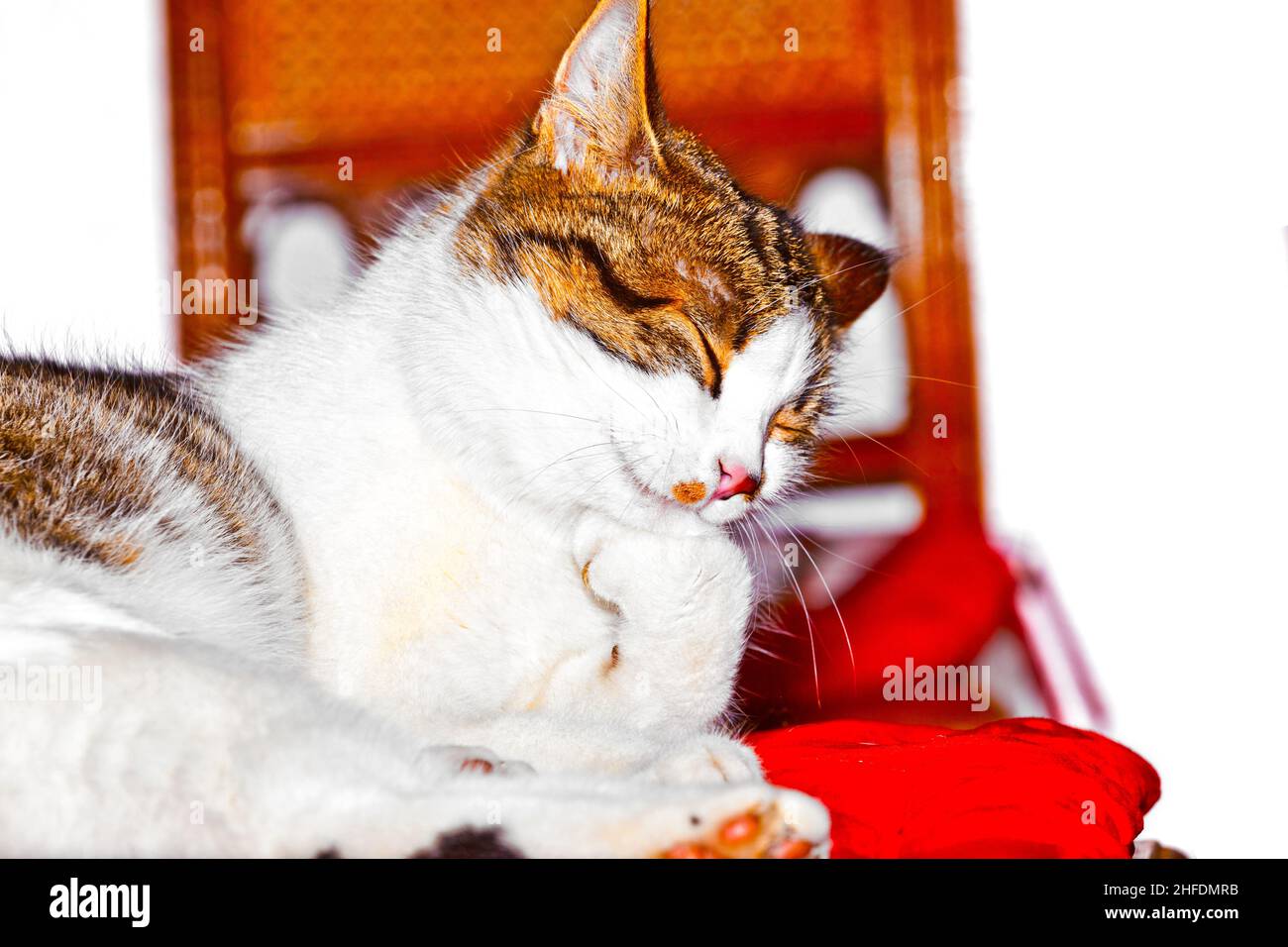 cat enjoys lying at a chair in the living room Stock Photo - Alamy