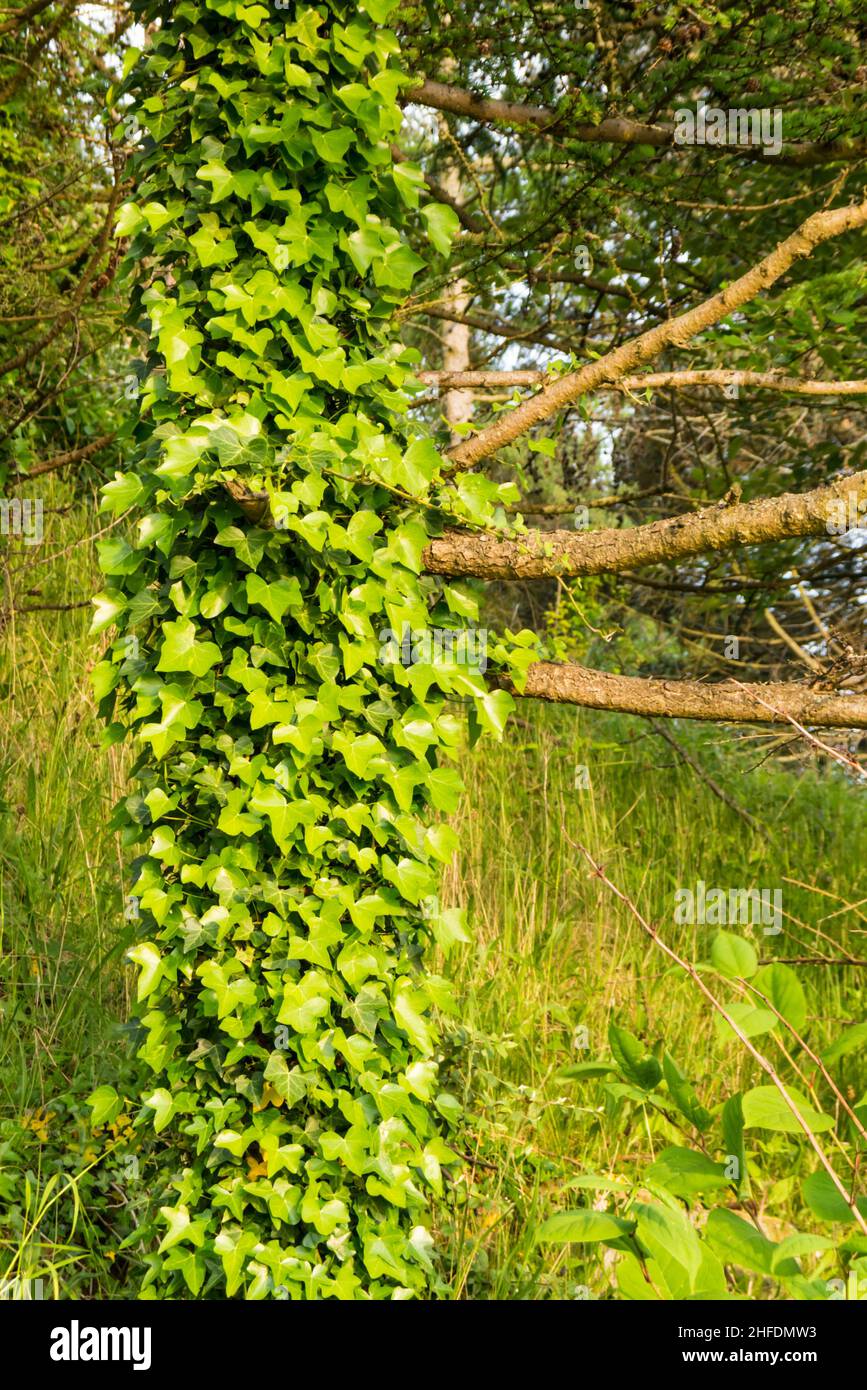 Ivy (Hedera helix) Growing Around a Tree Stock Photo