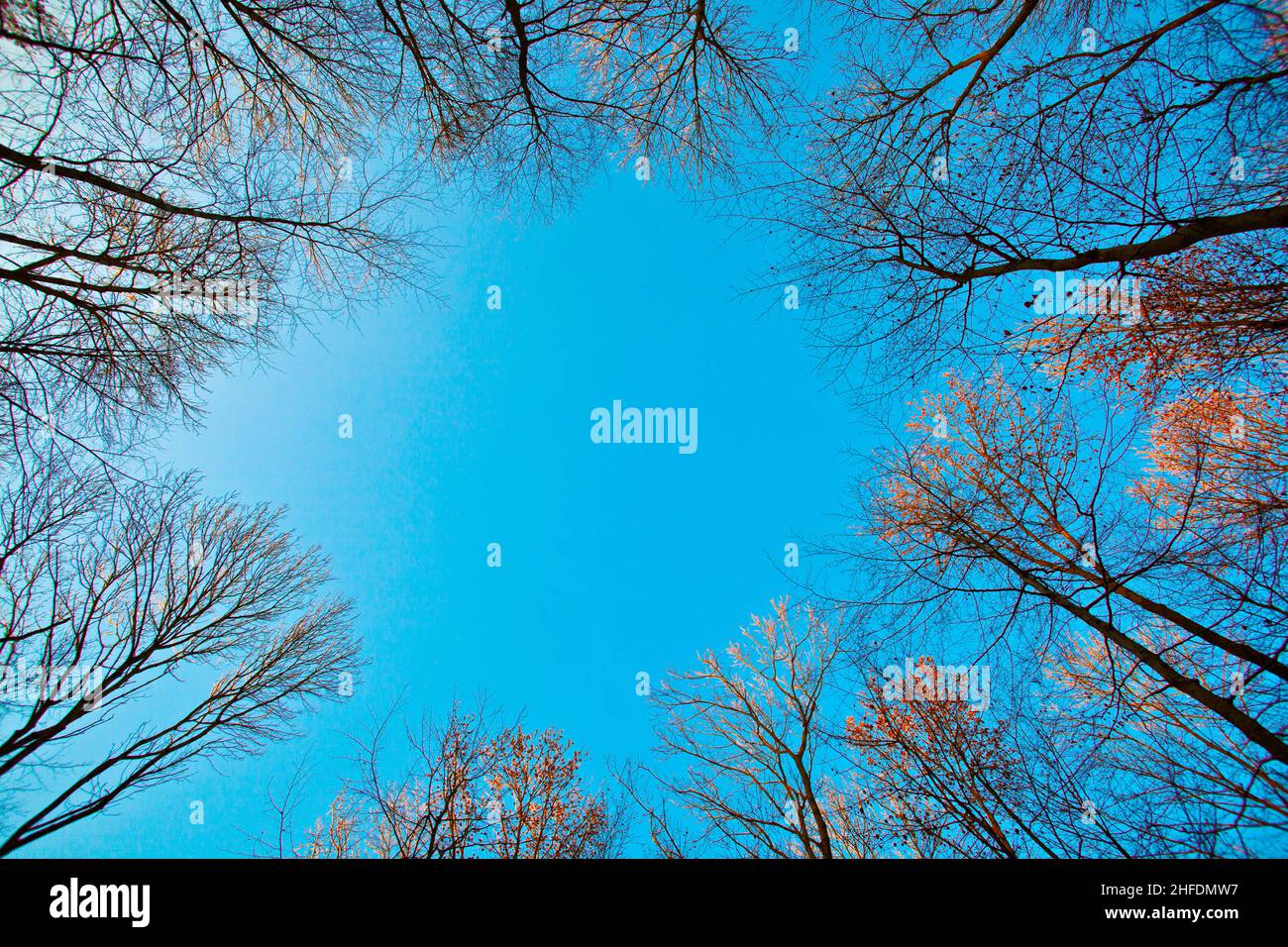 crown of tree with blue sky Stock Photo - Alamy