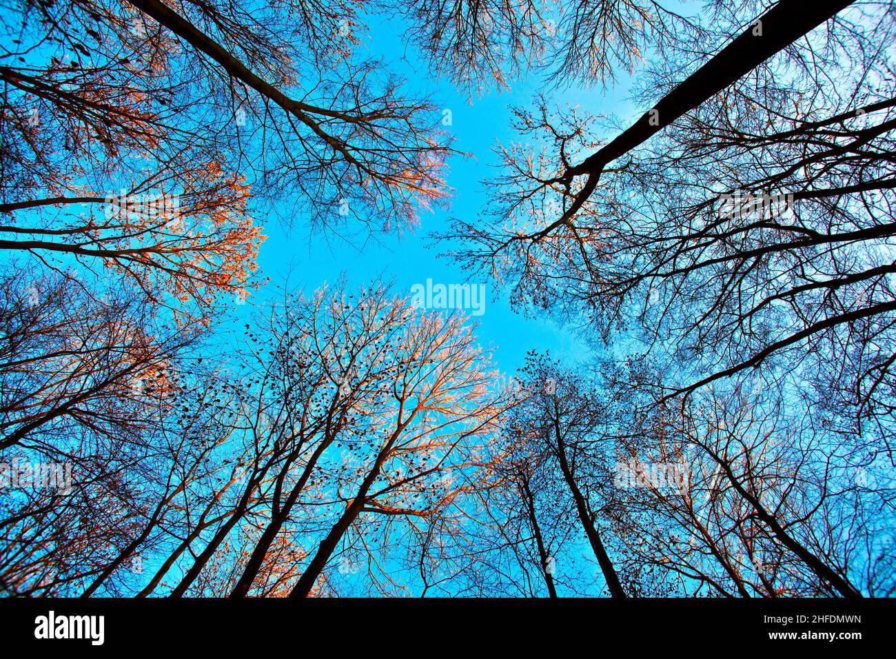 crown of tree with blue sky Stock Photo - Alamy