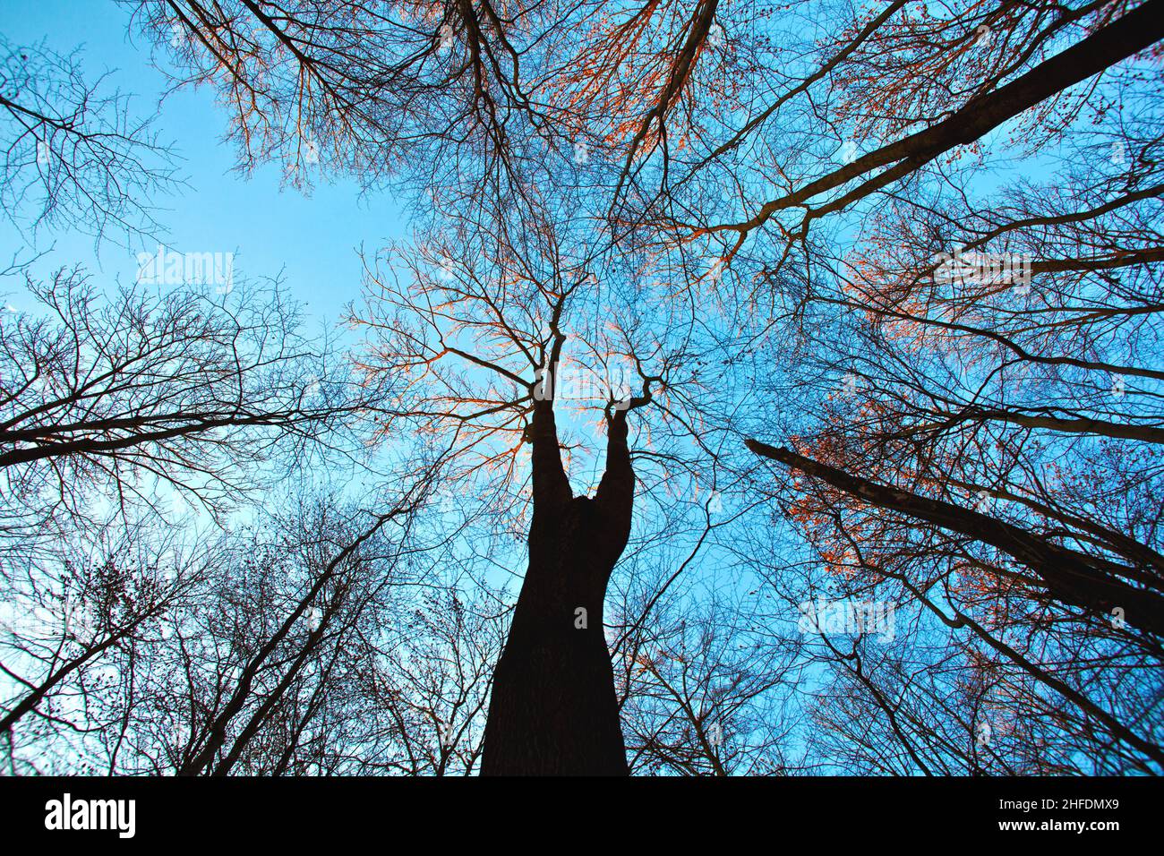 crown of tree with blue sky Stock Photo - Alamy