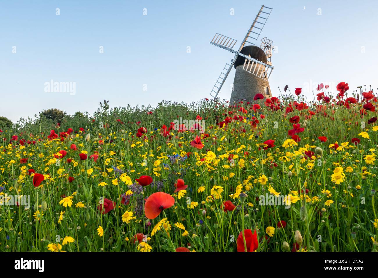Landscape of Wildflowers growing at Whitburn Windmill in Summertime Stock Photo