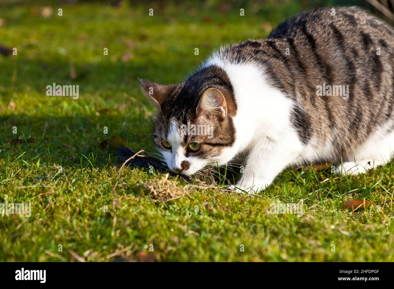 Tabby cat enjoys sunny hi-res stock photography and images - Alamy