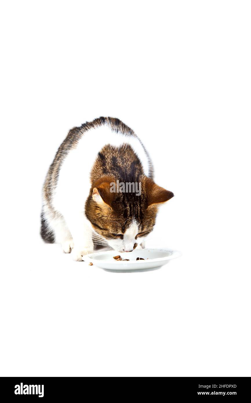 hungry cat eating from the food bowl Stock Photo Alamy
