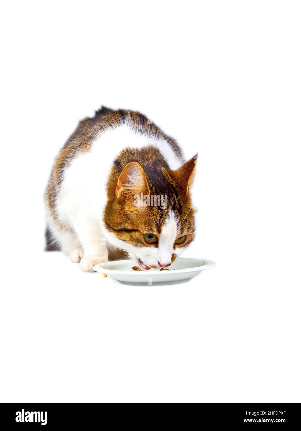 hungry cat eating from the food bowl Stock Photo Alamy