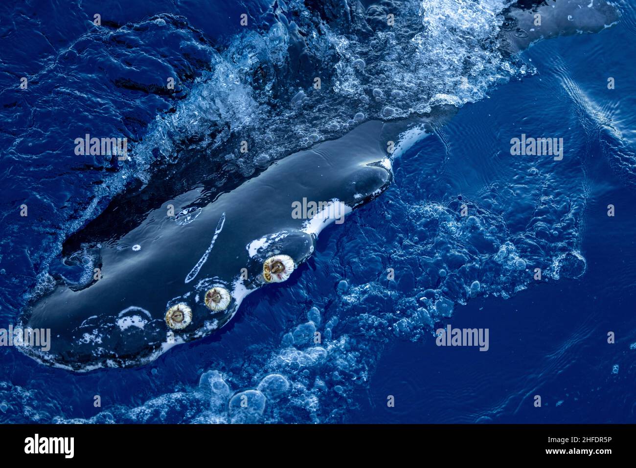 Fin whale blowhole hi-res stock photography and images - Alamy