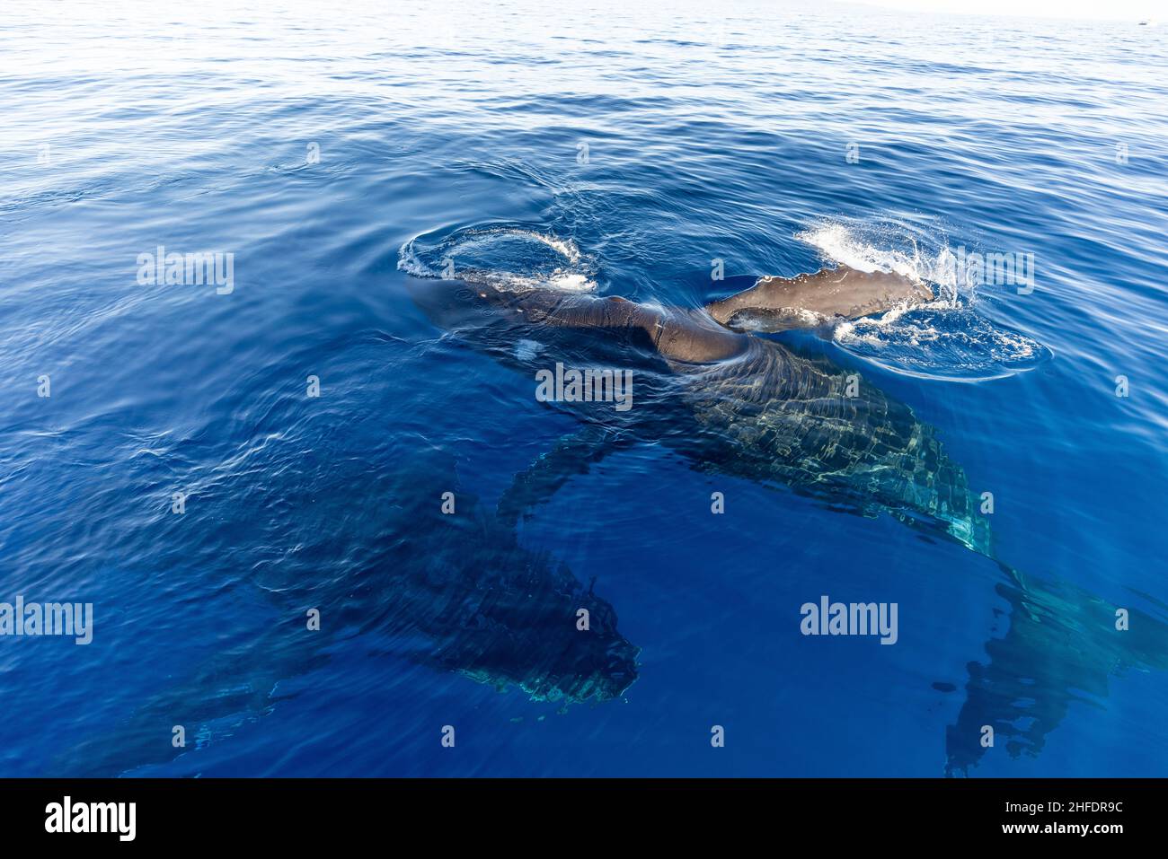 Humpback whale hawaii boats hi-res stock photography and images - Alamy