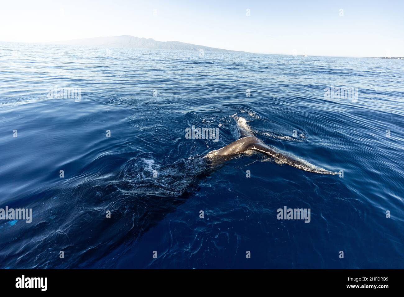 Humpback Whale Tail in Maui, Hawaii Stock Photo - Alamy